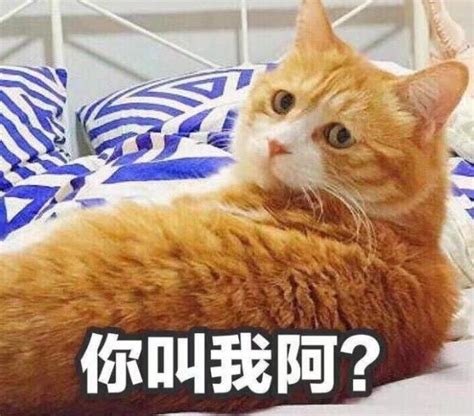 猫五行属什么